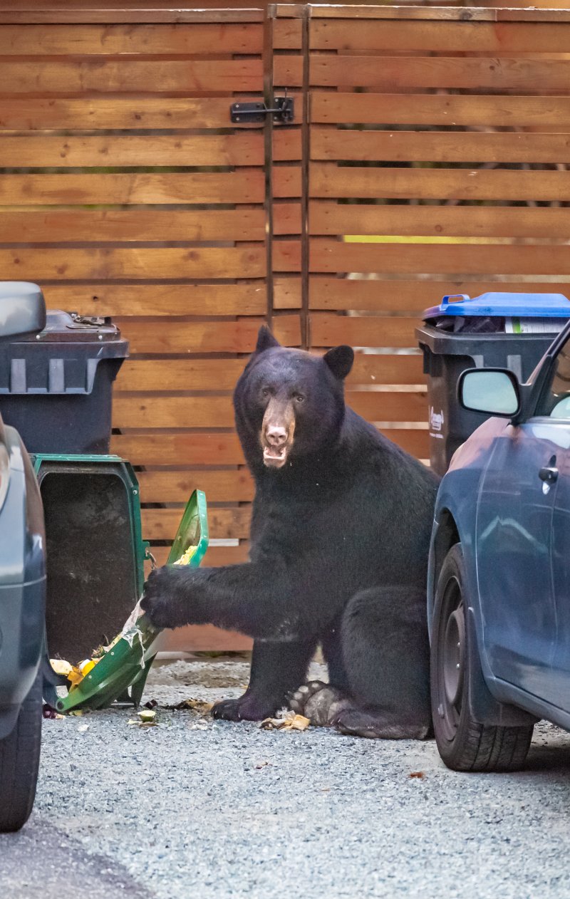 A large black bear sits beside a tipped over residential garbage ca and is pawing at the garbage.