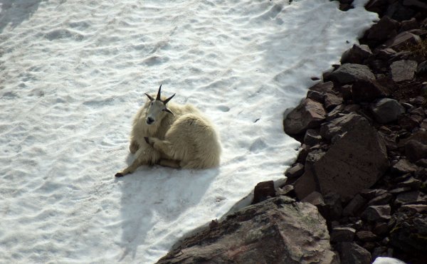A white mountain goat lies on the snow scratching it's head.