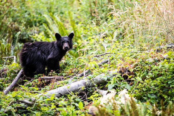 A young black bear peers out from the forest.