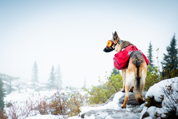 A dog perched on a snowy trail, wearing a packpack with supplies wears snow goggles.