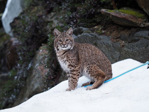 A Lynx walks in the snow.